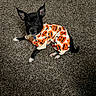 dog, puppy, black_and_white, halloween, costume, pumpkin, pet, carpet, indoors, sitting, lying_down, collar, tag, large_ears, short_hair, cute, portrait, floor, textile, holiday