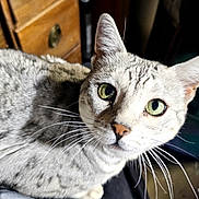 Sadiva is registered to the contest to win money with this photo: animal, cat, close_up, companion, cozy, curious, cute, domestic_cat, furniture, gray_fur, green_eyes, indoor, lap, looking_up, pet, portrait, silver_spotted, soft_light, whiskers, wooden_drawer