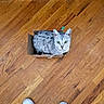 cat, cardboard_box, wooden_floor, flooring, indoor, pet, animal, spotted_cat, looking_up, green_eyes, person, sneakers, blue_leggings, footwear, casual, domestic, cute, small_box, standing, home