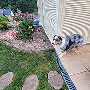 Topaze participe au concours pour gagner de l'argent avec cette photo : animal, australian_shepherd, daylight, dog, fence, flowers, forest, garden, grass, house, landscape, nature, outdoor, patio, pet, roses, shrubbery, smiling, stepping_stones, tiles