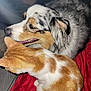animal_companions, cat, close_up, comfort, cozy, cute, dog, domestic_animals, friendship, fur, furry, ginger_cat, household, indoor, multicolored_dog, pet, red_blanket, relaxing, resting, white_cat