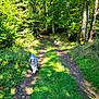 Topaze participe au concours pour gagner de l'argent avec cette photo : animal, canine, daytime, dog, forest, grass, greenery, happy, nature, outdoor, path, pets, scenery, shadows, summer, sunlight, trail, trees, walking, woods