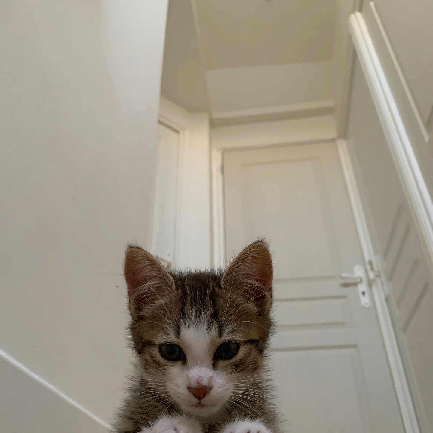 Aya participe au concours pour gagner de l'argent avec cette photo : animal, cat, closeup, curious, cute, door, ears, feline, floor, house, indoor, kitten, paws, pet, portrait, small, stairs, white_wall, wood, young