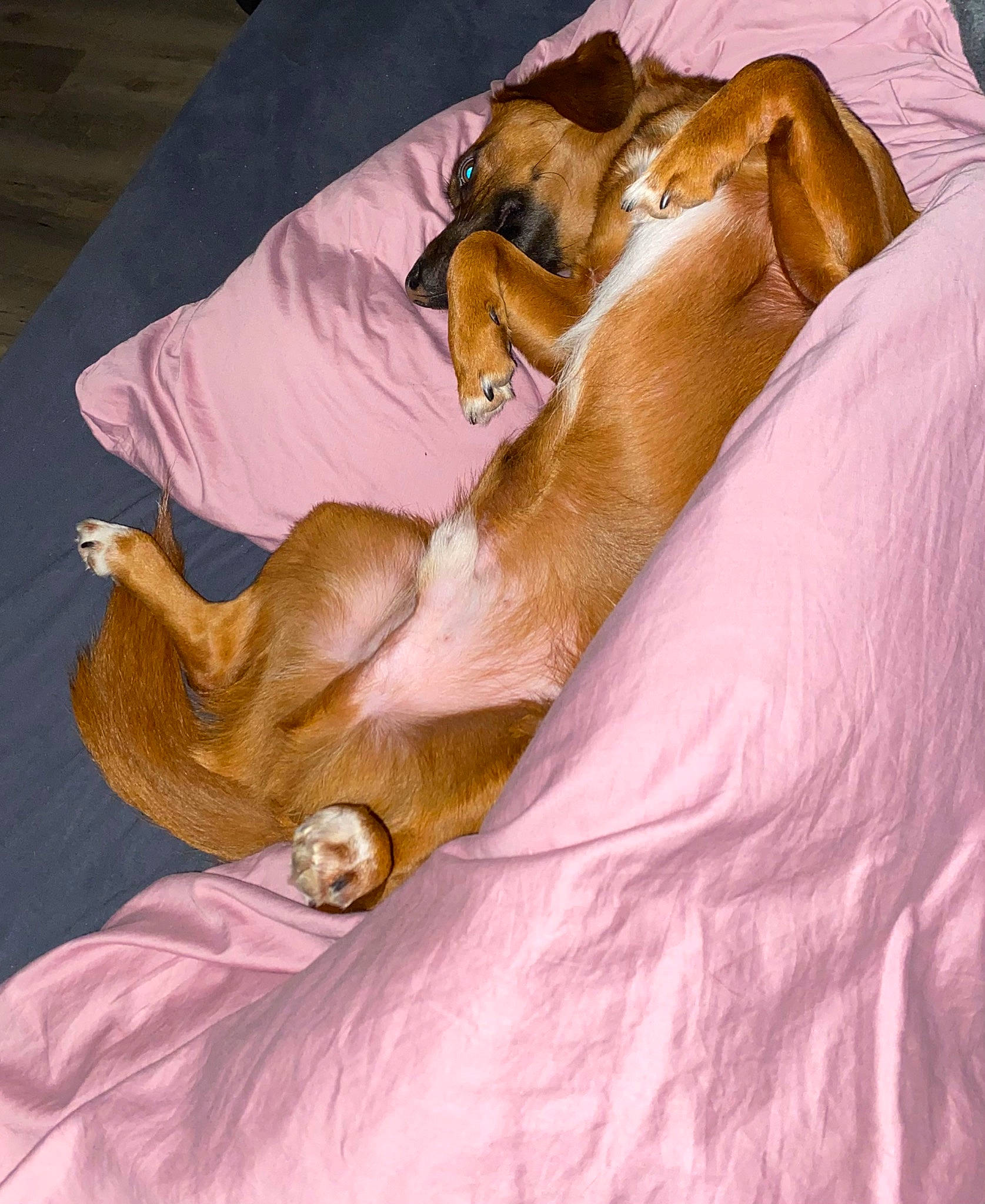 Puck a rejoint le concours — aidez-le/la à gagner de superbes lots ! canidae, carnivore, comfort, companion_dog, dog, dog_breed, dog_supply, duvet, fawn, fur, linens, liver, nap, paw, snout, sporting_group, tail, toy_dog, whiskers, working_animal