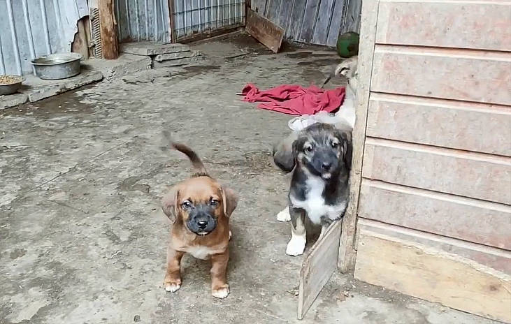 Puck a rejoint le concours — aidez-le/la à gagner de superbes lots ! canidae, carnivore, companion_dog, dog, dog_breed, fawn, flooring, guard_dog, molosser, non_sporting_group, paw, snout, sporting_group, street_dog, wood, working_animal, working_dog