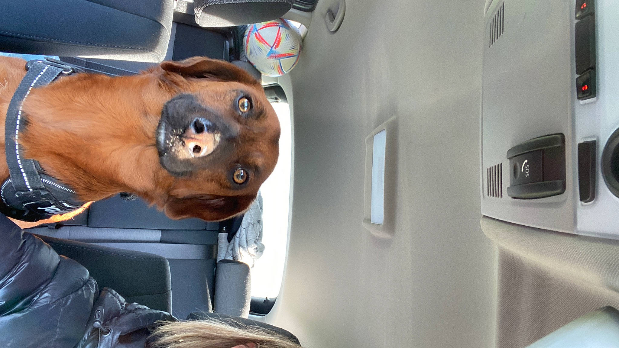 Puck a rejoint le concours — aidez-le/la à gagner de superbes lots ! auto_part, automotive_design, automotive_exterior, canidae, car_seat, carnivore, companion_dog, dog, dog_breed, family_car, fawn, hood, luxury_vehicle, motor_vehicle, snout, sporting_group, trunk, vehicle, vehicle_door, working_animal