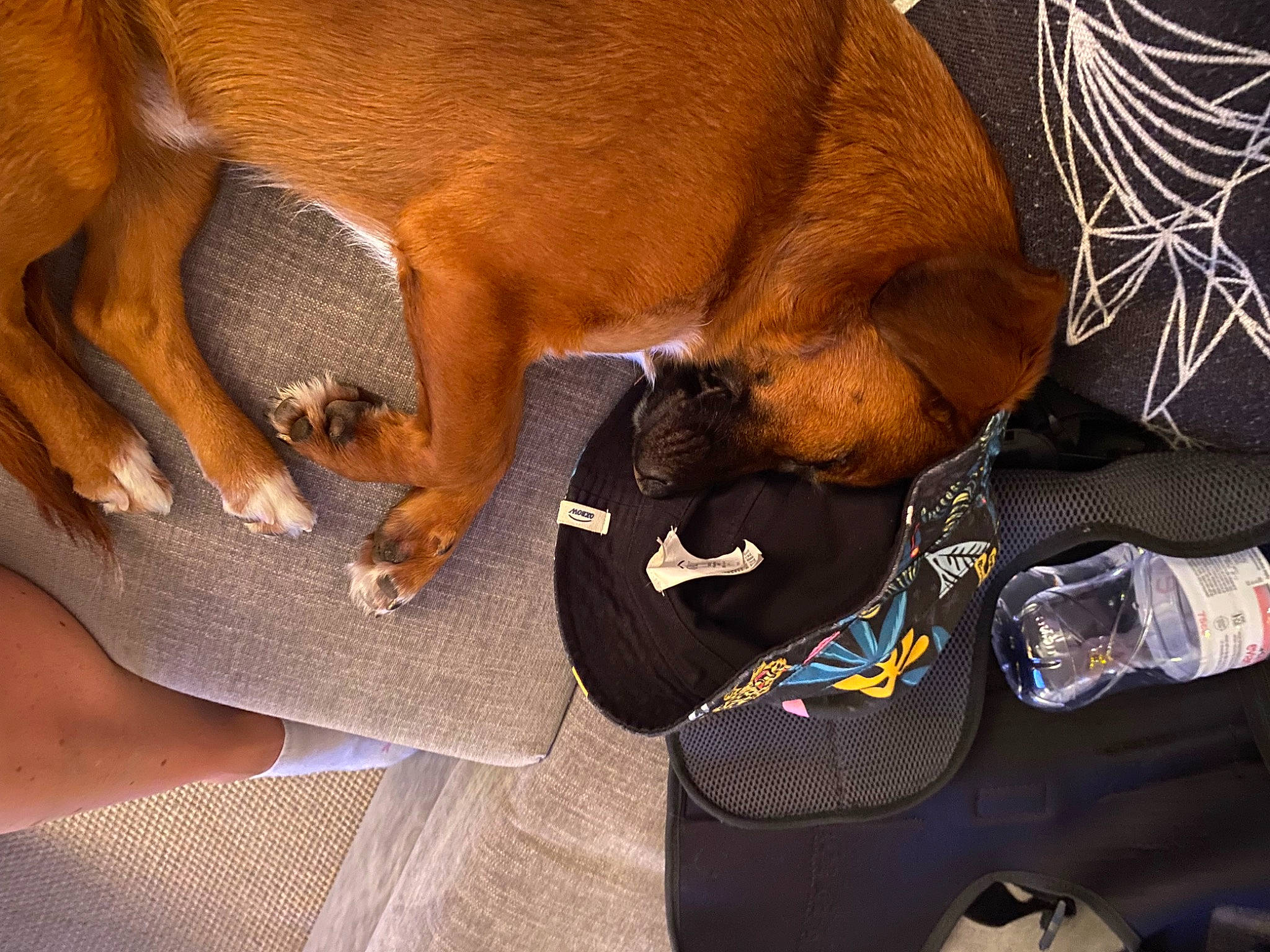 Puck participe au concours pour gagner de l'argent avec cette photo : canidae, carnivore, collar, comfort, companion_dog, dog, dog_breed, ear, fawn, guard_dog, liver, paw, snout, sporting_group, working_animal