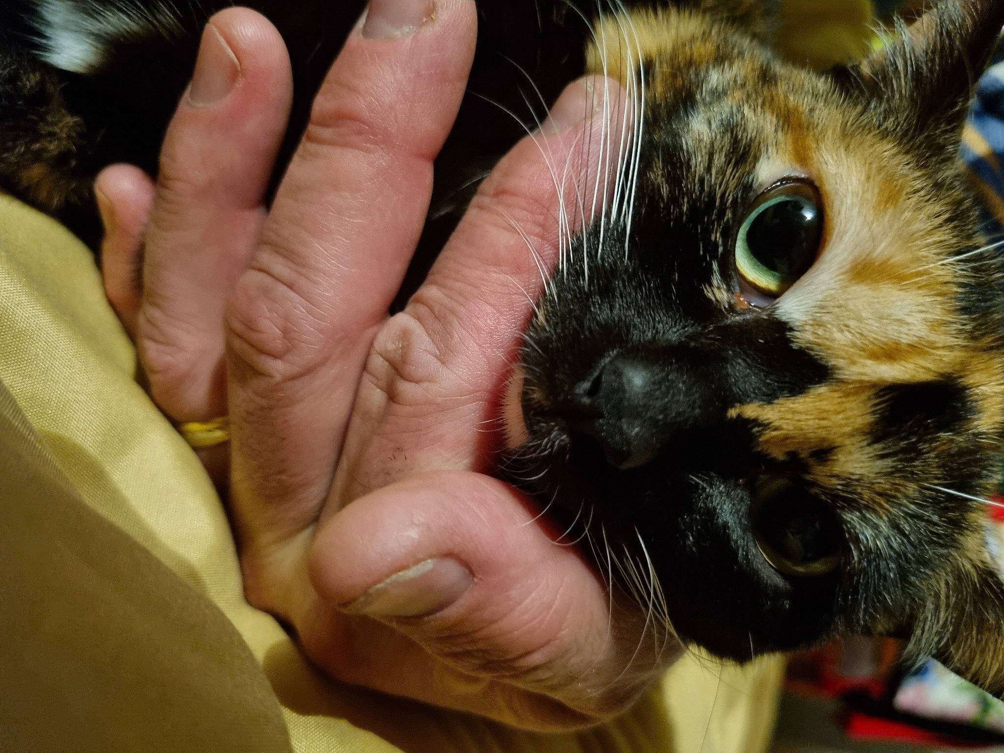 Guida a rejoint le concours — aidez-le/la à gagner de superbes lots ! carnivore, cat, claw, domestic_short_haired_cat, ear, eyelash, fawn, felidae, finger, fur, gesture, hand, iris, nail, nose, skin, small_to_medium_sized_cats, snout, terrestrial_animal, whiskers