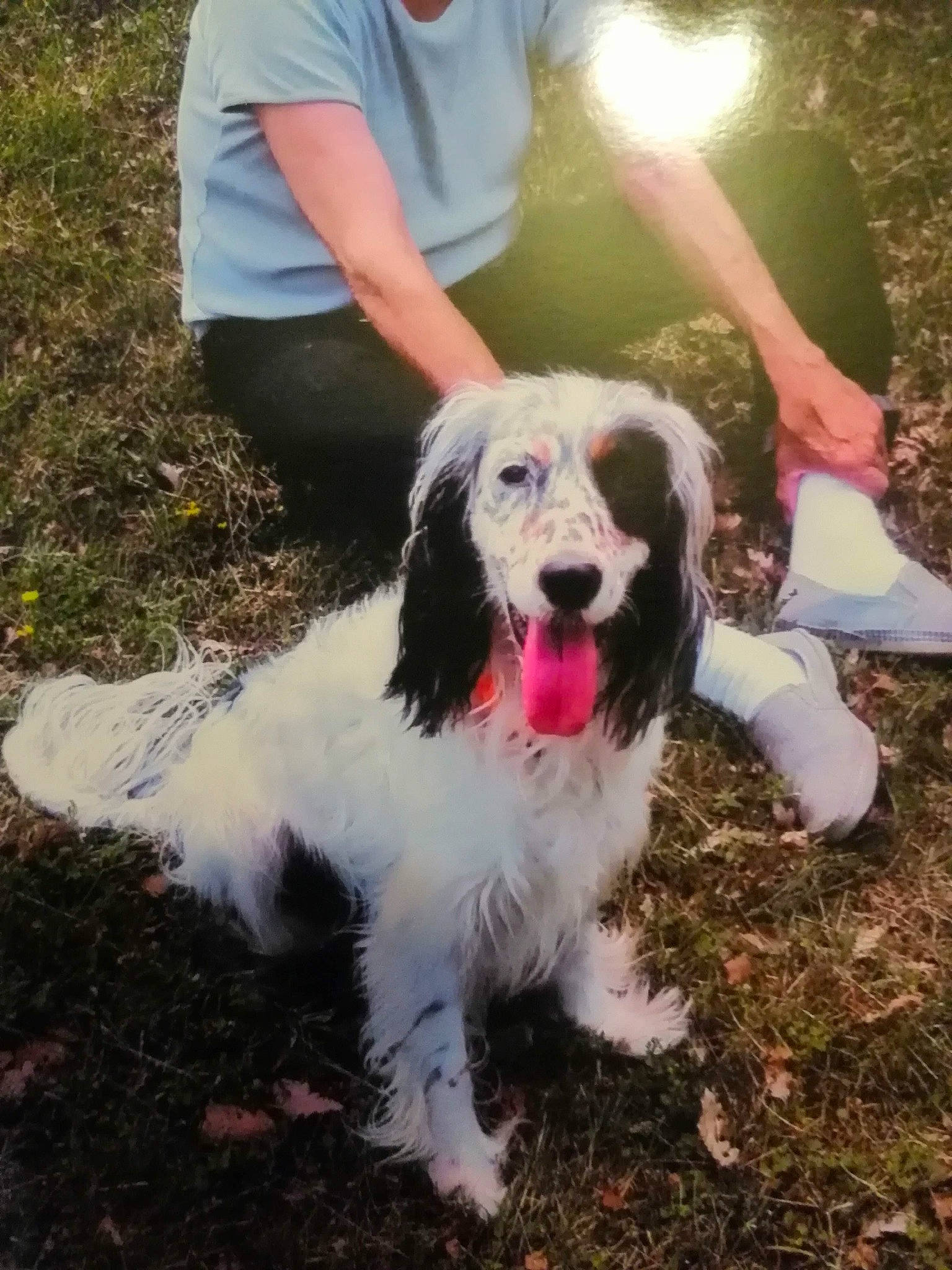 Belle participe au concours pour gagner de l'argent avec cette photo : carnivore, chair, companion_dog, dog, dog_breed, fun, fur, grass, happy, herding_dog, hunting_dog, people_in_nature, plant, shorts, snout, soil, sporting_group, t_shirt, walking, working_dog