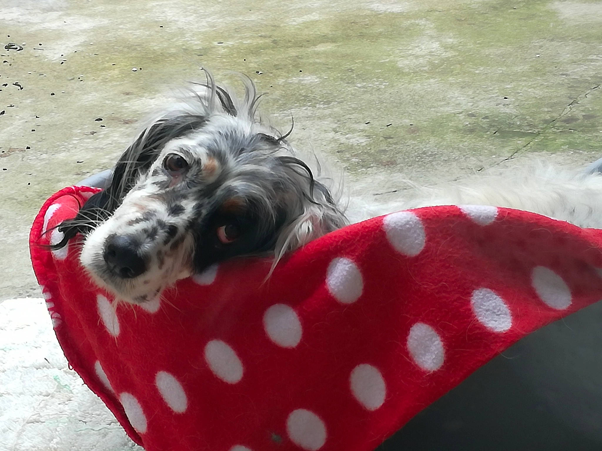 Belle a rejoint le concours — aidez-le/la à gagner de superbes lots ! canidae, carmine, carnivore, collar, companion_dog, dog, dog_breed, dog_collar, dog_supply, fashion_accessory, linens, non_sporting_group, pattern, pet_supply, snout, sporting_group, terrestrial_animal, terrier, toy_dog, working_animal