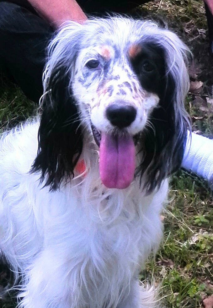 Belle participe au concours pour gagner de l'argent avec cette photo : canidae, carnivore, companion_dog, dog, dog_breed, fur, grass, gun_dog, plant, snout, sporting_group, water_dog, working_animal, working_dog