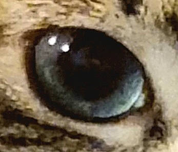 Isis.fleur a rejoint le concours — aidez-le/la à gagner de superbes lots ! audio_equipment, automotive_wheel_system, circle, door, eye, eyelash, font, fur, macro_photography, metal, natural_material, rock, smile, snout, soil, terrestrial_animal, tree, whiskers, wildlife, wood