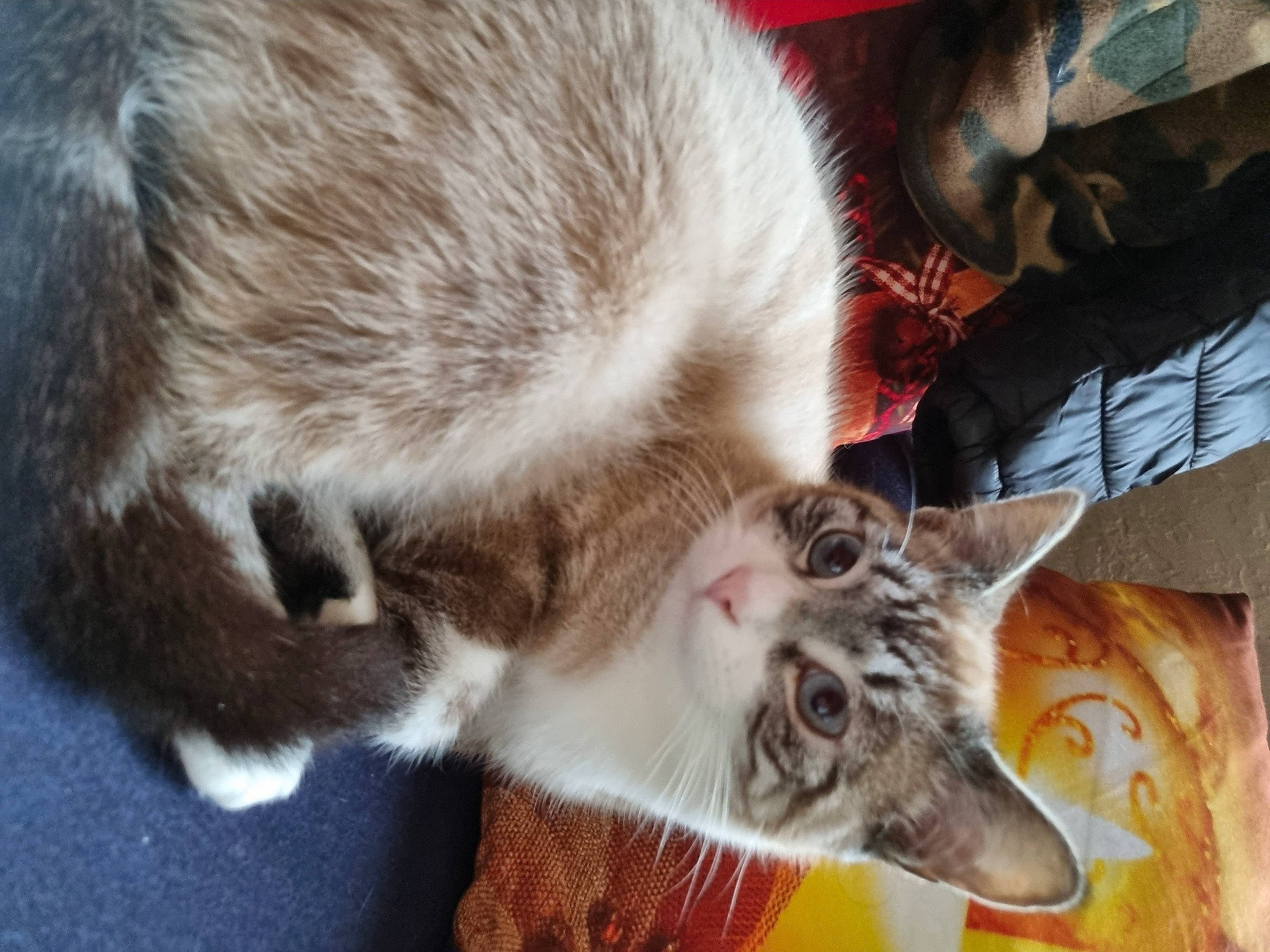 Isis.fleur a rejoint le concours — aidez-le/la à gagner de superbes lots ! canidae, carnivore, cat, claw, comfort, dog_breed, domestic_short_haired_cat, ear, fang, fawn, felidae, fur, nap, paw, small_to_medium_sized_cats, snout, tail, thai, whiskers