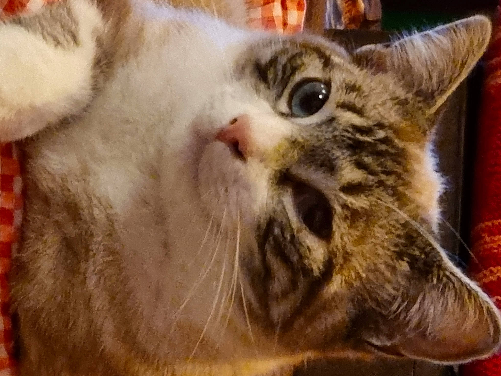 Isis.fleur a rejoint le concours — aidez-le/la à gagner de superbes lots ! carnivore, cat, close_up, domestic_short_haired_cat, felidae, fur, paw, small_to_medium_sized_cats, snout, terrestrial_animal, whiskers