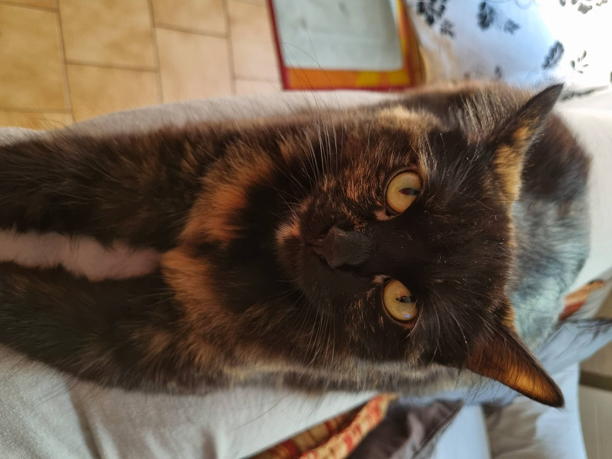 Opale a rejoint le concours — aidez-le/la à gagner de superbes lots ! black_cat, carnivore, cat, claw, comfort, domestic_short_haired_cat, ear, eye, felidae, fur, nap, paw, sleep, small_to_medium_sized_cats, tail, terrestrial_animal, whiskers