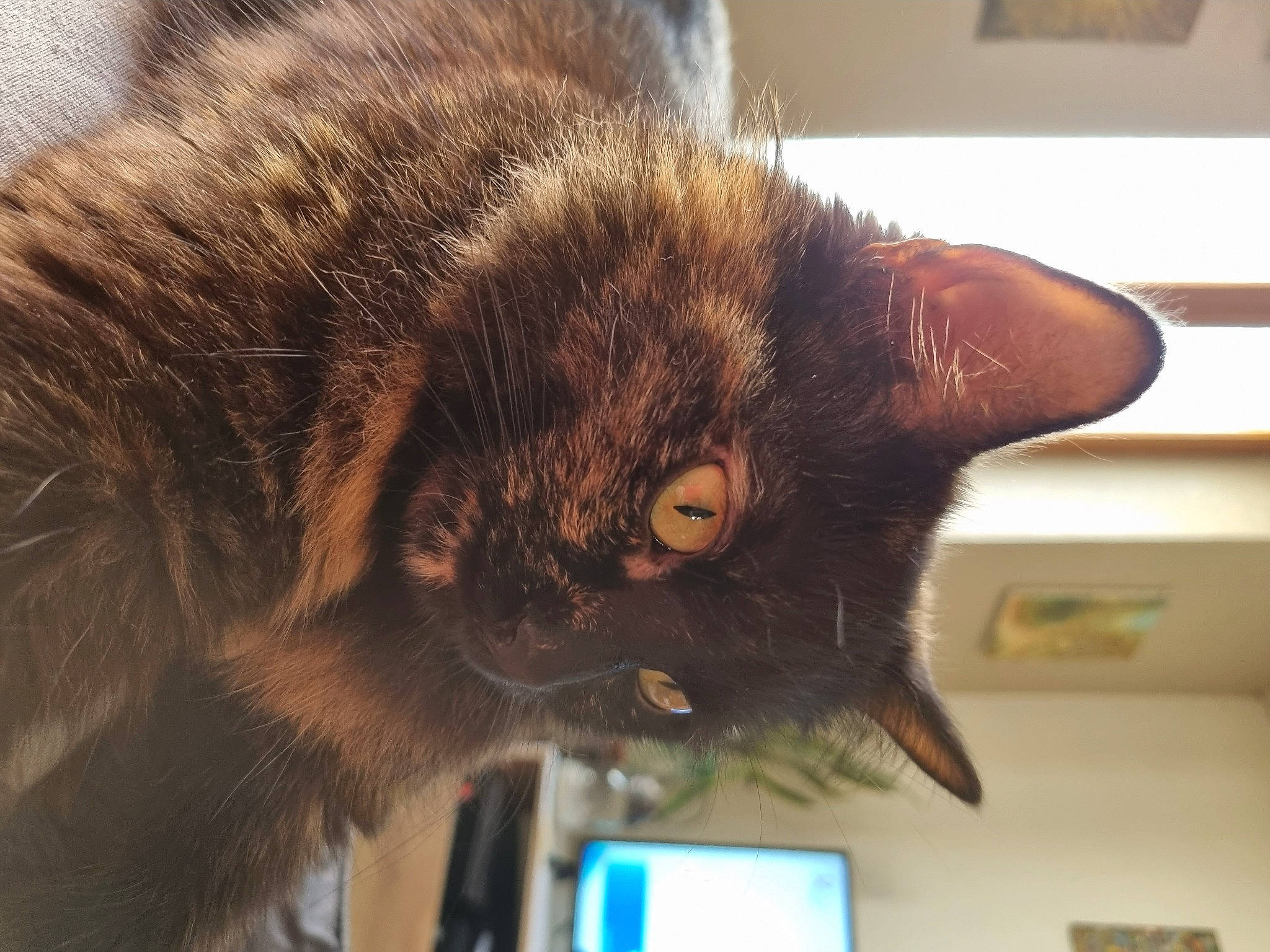 Opale a rejoint le concours — aidez-le/la à gagner de superbes lots ! black_cat, brown, carnivore, cat, claw, comfort, domestic_short_haired_cat, ear, felidae, fur, liver, natural_material, room, small_to_medium_sized_cats, snout, tail, terrestrial_animal, whiskers, wood