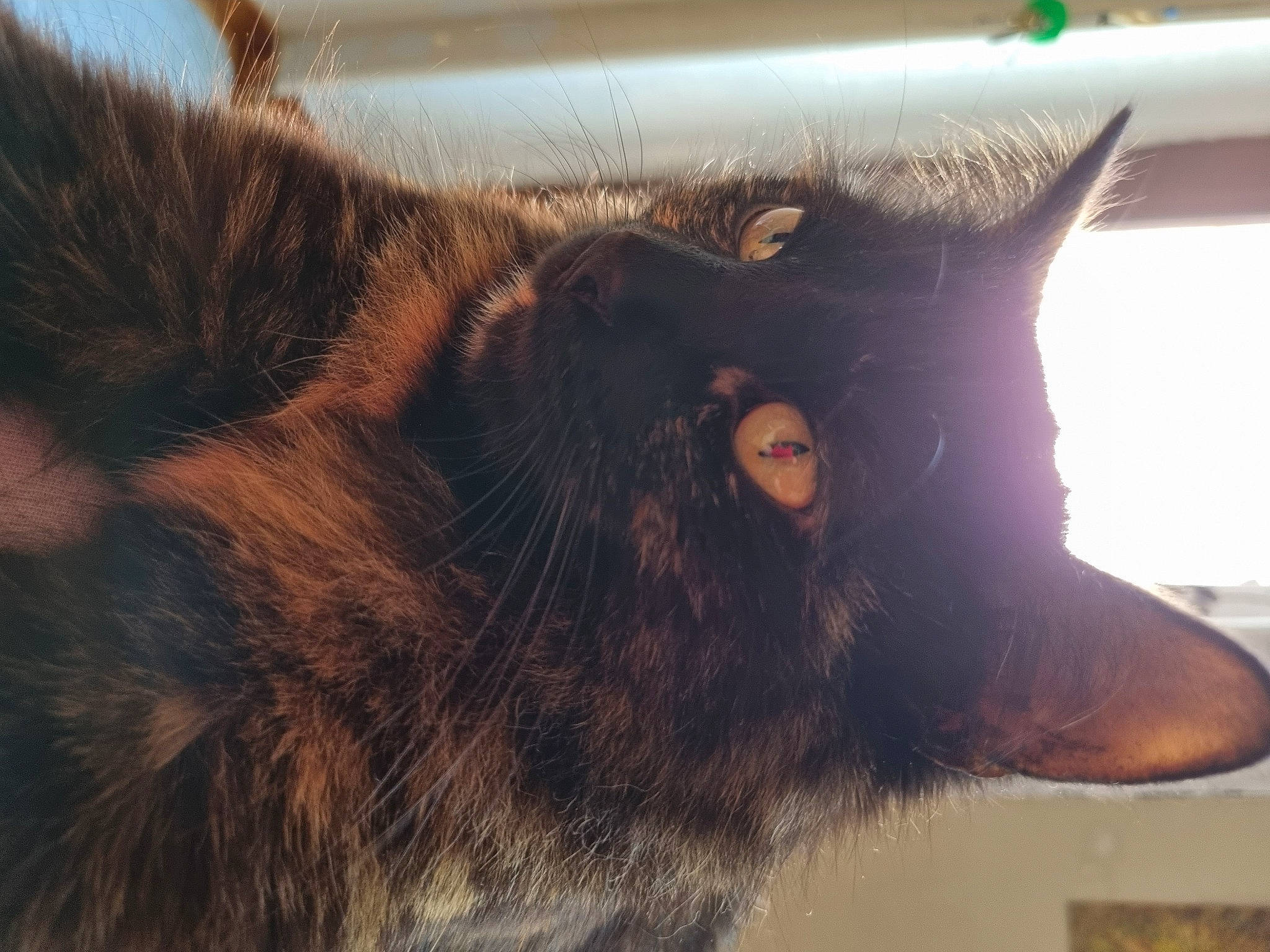 Opale participe au concours pour gagner de l'argent avec cette photo : black_cat, carnivore, cat, claw, cloud, domestic_short_haired_cat, ear, eye, felidae, fur, paw, sky, small_to_medium_sized_cats, snout, square, tail, terrestrial_animal, whiskers, wildlife, window