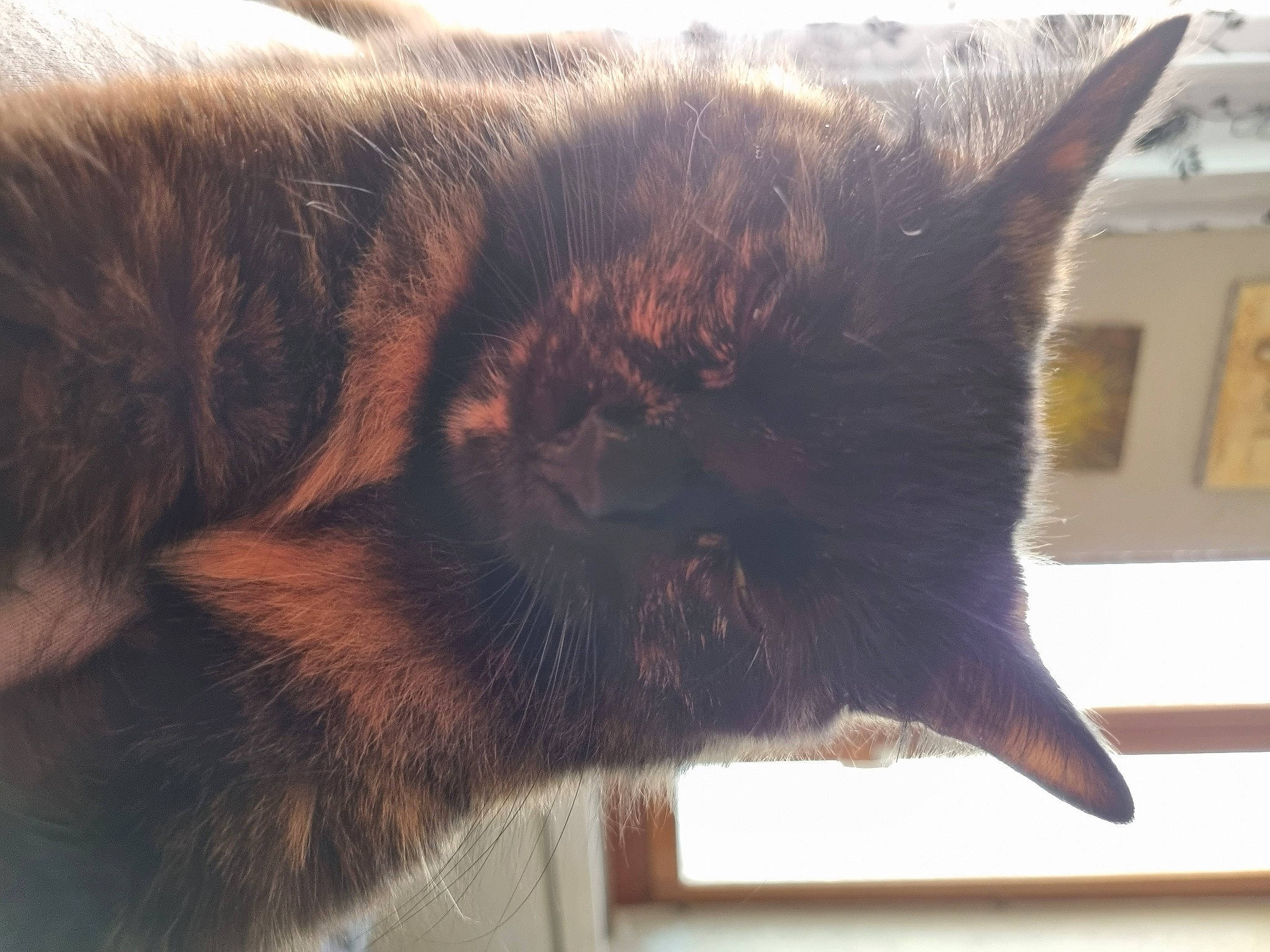 Opale a rejoint le concours — aidez-le/la à gagner de superbes lots ! black_cat, brown, carnivore, cat, claw, domestic_short_haired_cat, ear, felidae, fur, paw, picture_frame, small_to_medium_sized_cats, snout, tail, terrestrial_animal, whiskers, window