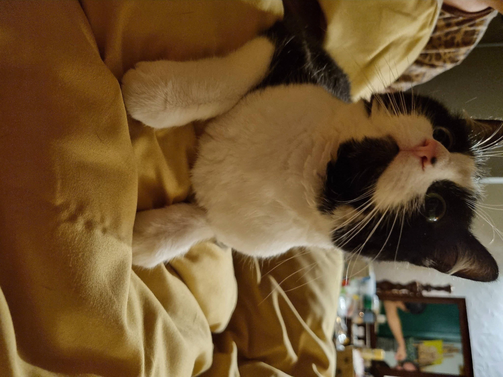 Leia a rejoint le concours — aidez-le/la à gagner de superbes lots ! carnivore, cat, cat_supply, claw, collar, comfort, companion_dog, domestic_short_haired_cat, ear, fang, felidae, fur, linens, paw, pet_supply, small_to_medium_sized_cats, snout, tail, terrestrial_animal, whiskers