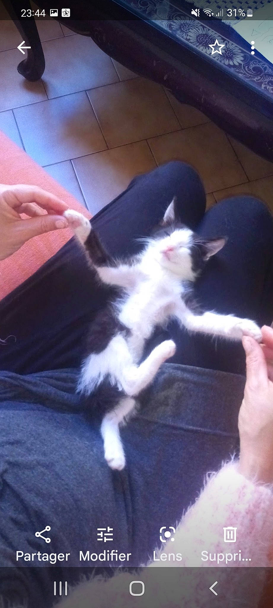 Floki Le Guerrier a rejoint le concours — aidez-le/la à gagner de superbes lots ! carnivore, cat, comfort, companion_dog, dog_breed, domestic_short_haired_cat, felidae, finger, flooring, foot, fur, gesture, hardwood, human_leg, lap, paw, small_to_medium_sized_cats, sporting_group, tail, whiskers