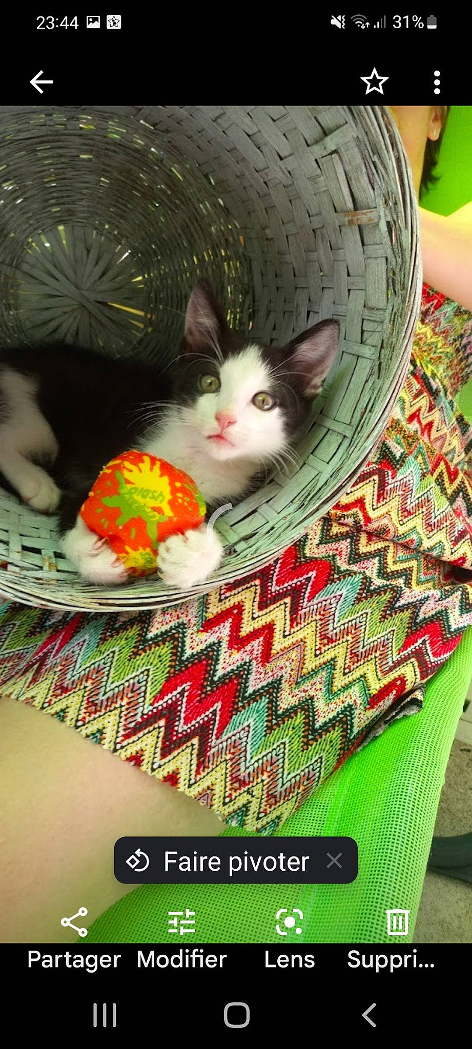 Floki Le Guerrier a rejoint le concours — aidez-le/la à gagner de superbes lots ! basket, carnivore, cat, christmas, christmas_eve, domestic_short_haired_cat, event, fawn, felidae, grass, green, holiday, linens, pattern, plant, publication, small_to_medium_sized_cats, tail, textile, whiskers