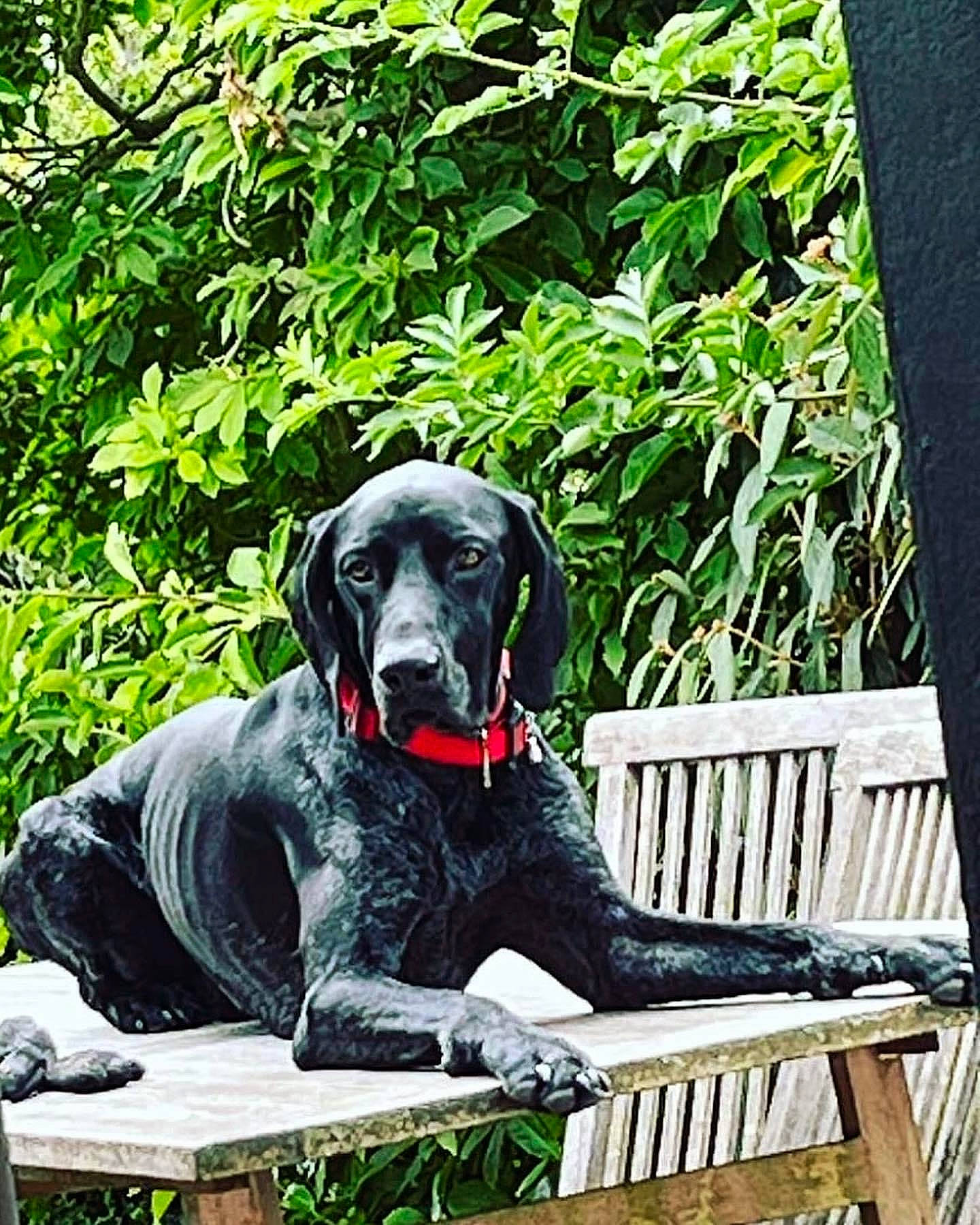 Oliveur participe au concours pour gagner de l'argent avec cette photo : botany, canidae, carnivore, companion_dog, dog, dog_breed, grass, guard_dog, gun_dog, leisure, outdoor_furniture, plant, recreation, rectangle, sitting, snout, sporting_group, terrestrial_animal, tree, working_animal