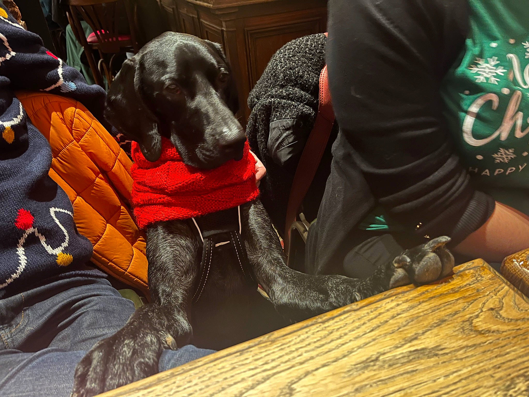 Oliveur a rejoint le concours — aidez-le/la à gagner de superbes lots ! canidae, carnivore, comfort, companion_dog, dog, dog_breed, dog_collar, flooring, fur, guard_dog, hardwood, leisure, personal_protective_equipment, recreation, sitting, sporting_group, table, wood, wood_stain, working_animal