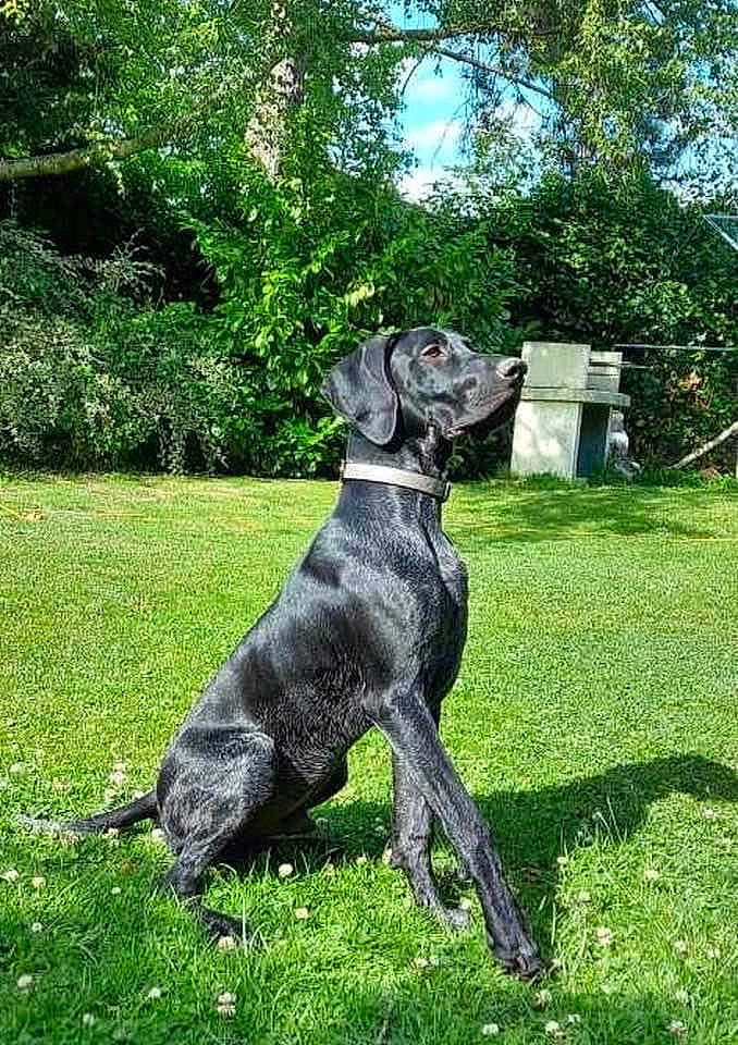 Oliveur a rejoint le concours — aidez-le/la à gagner de superbes lots ! canidae, carnivore, collar, companion_dog, dog, dog_breed, dog_collar, dog_supply, grass, great_dane, groundcover, gun_dog, liver, plant, sky, sporting_group, tail, terrestrial_animal, tree, working_animal