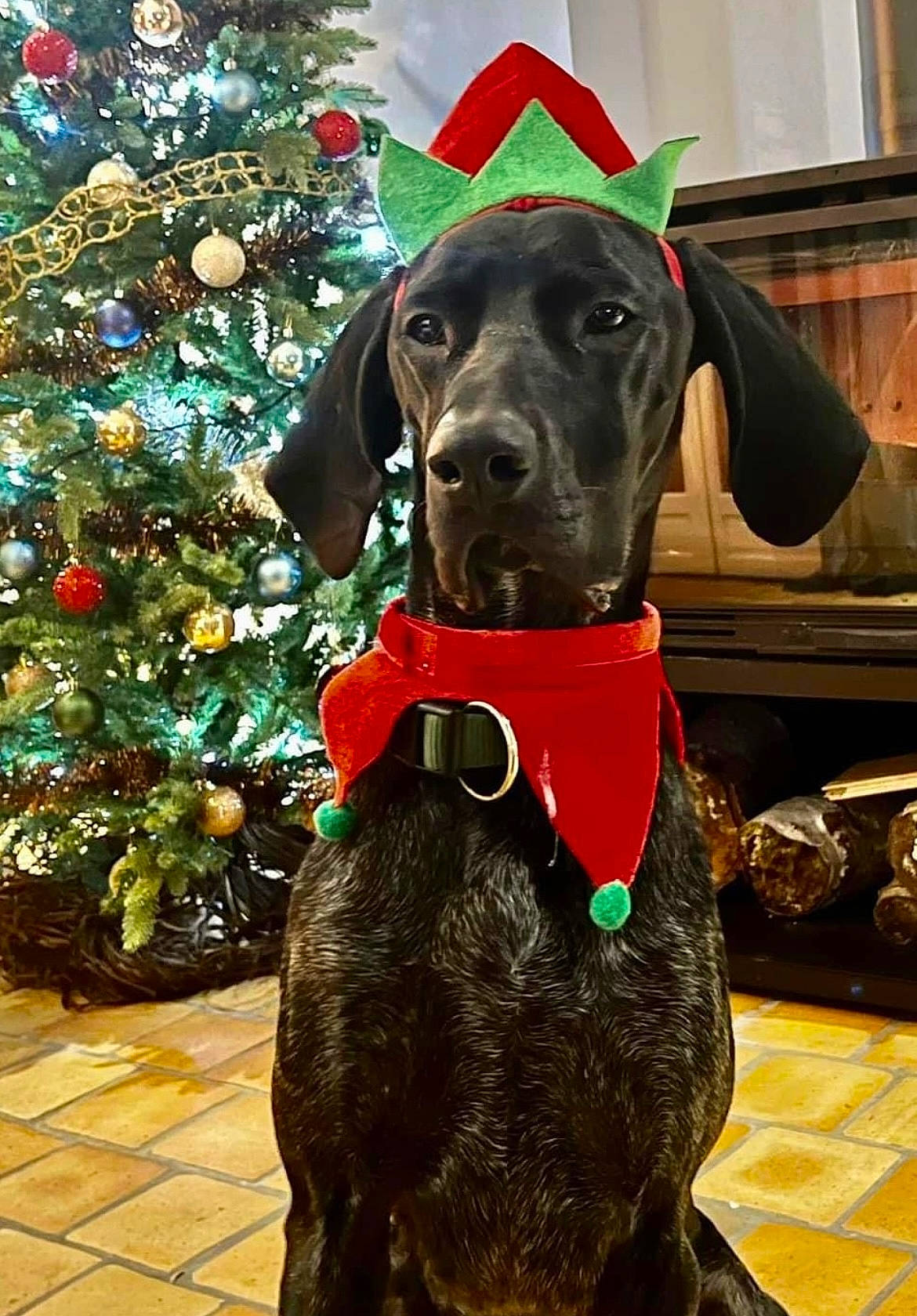 Oliveur a rejoint le concours — aidez-le/la à gagner de superbes lots ! carnivore, christmas_ornament, christmas_tree, collar, companion_dog, dog, dog_breed, dog_collar, dog_supply, event, fawn, fur, hat, liver, pet_supply, plant, snout, sporting_group, tree, working_animal