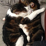 Crash is registered to the contest to win money with this photo: cat, tabby, sleeping, snuggling, feline, pet, fur, whiskers, paw, cozy, blanket, indoor, cute, animal, companionship, resting, two_cats, close_up, relaxing, domestic_cat