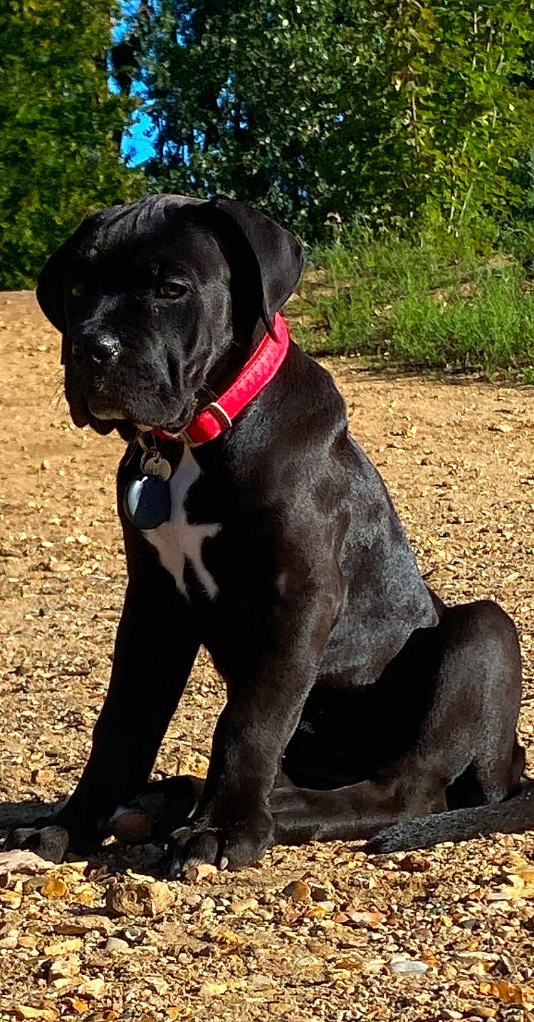 Athéna participe au concours pour gagner de l'argent avec cette photo : dog, puppy, black_dog, red_collar, outdoor, nature, forest, rocks, sunlight, sitting, animal, pet, canine, young_dog, daylight, ground, leaves, trees, alert, collar