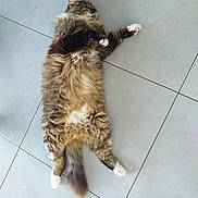 Patapouf participe au concours pour gagner de l'argent avec cette photo : cat, tabby, fluffy, lying_down, belly_up, relaxed, pet, indoor, floor, tile, whiskers, paws, tail, fur, sleeping, cute, animal, mammal, domestic, resting