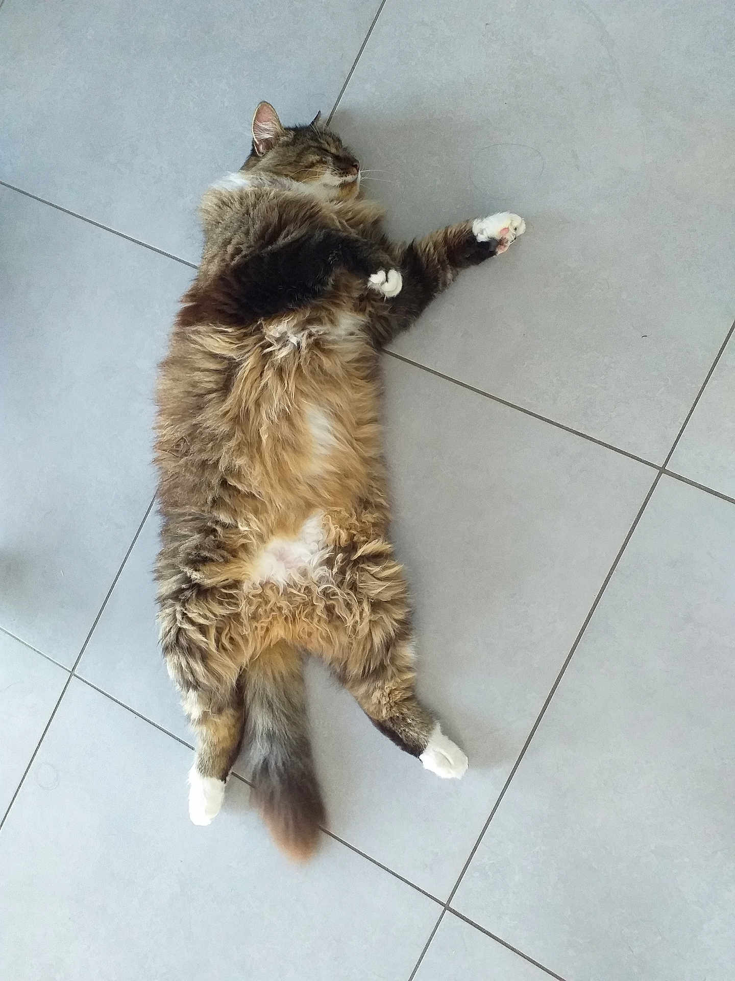 Patapouf participe au concours pour gagner de l'argent avec cette photo : cat, tabby, fluffy, lying_down, belly_up, relaxed, pet, indoor, floor, tile, whiskers, paws, tail, fur, sleeping, cute, animal, mammal, domestic, resting