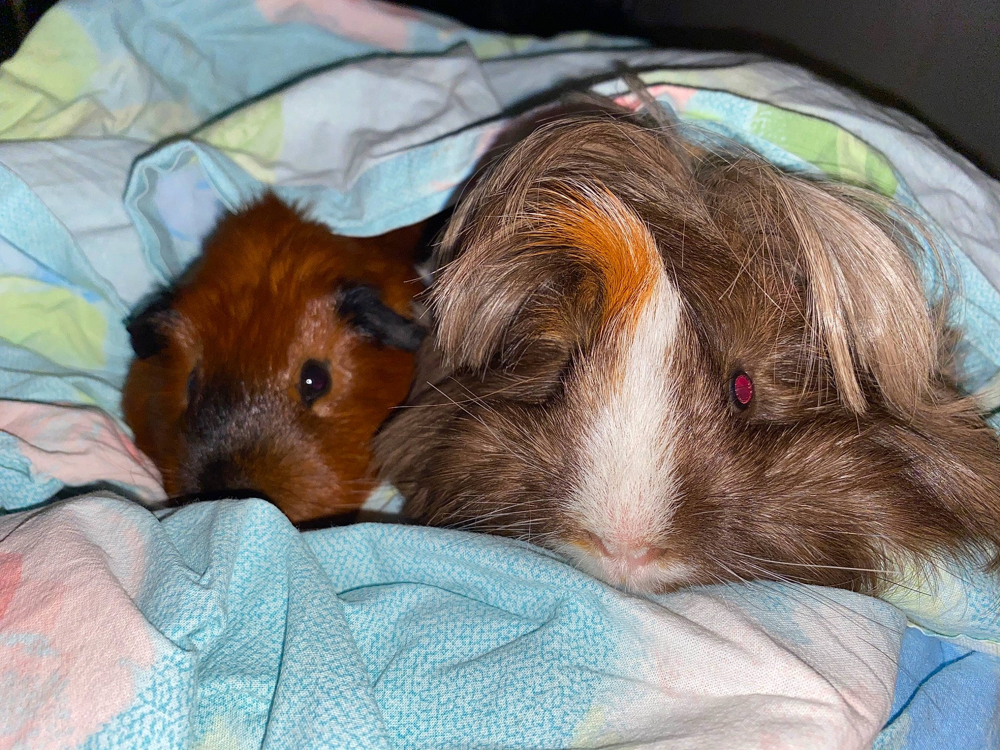 Poggy participe au concours pour gagner de l'argent avec cette photo : companion_dog, ear, fawn, guinea_pig, mammal, rodent, snout, vertebrate