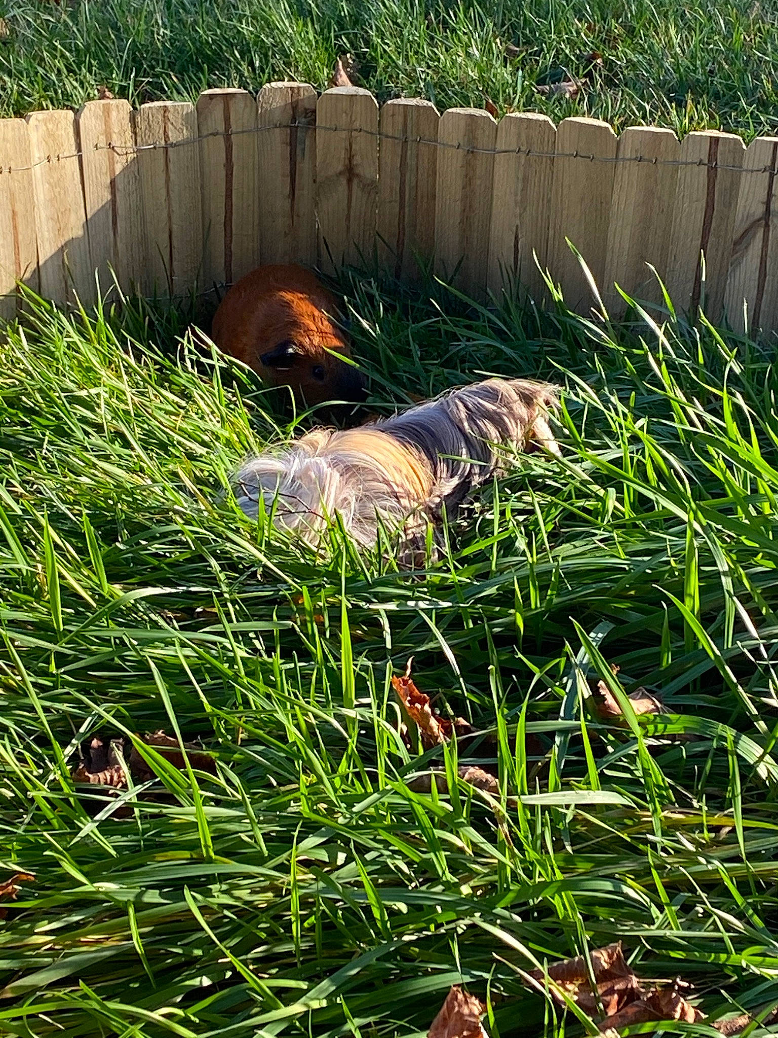 Poggy participe au concours pour gagner de l'argent avec cette photo : fodder, grass, grass_family, herb, lawn, plant