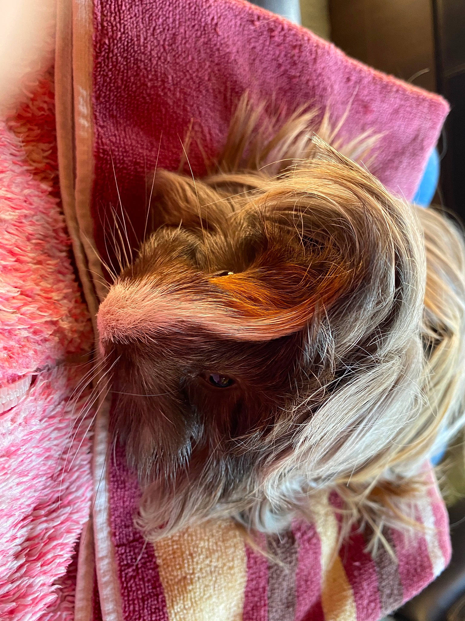 Poggy participe au concours pour gagner de l'argent avec cette photo : blond, brown_hair, close_up, fawn, hair, hair_coloring, hairstyle, liver, long_hair, pink, purple