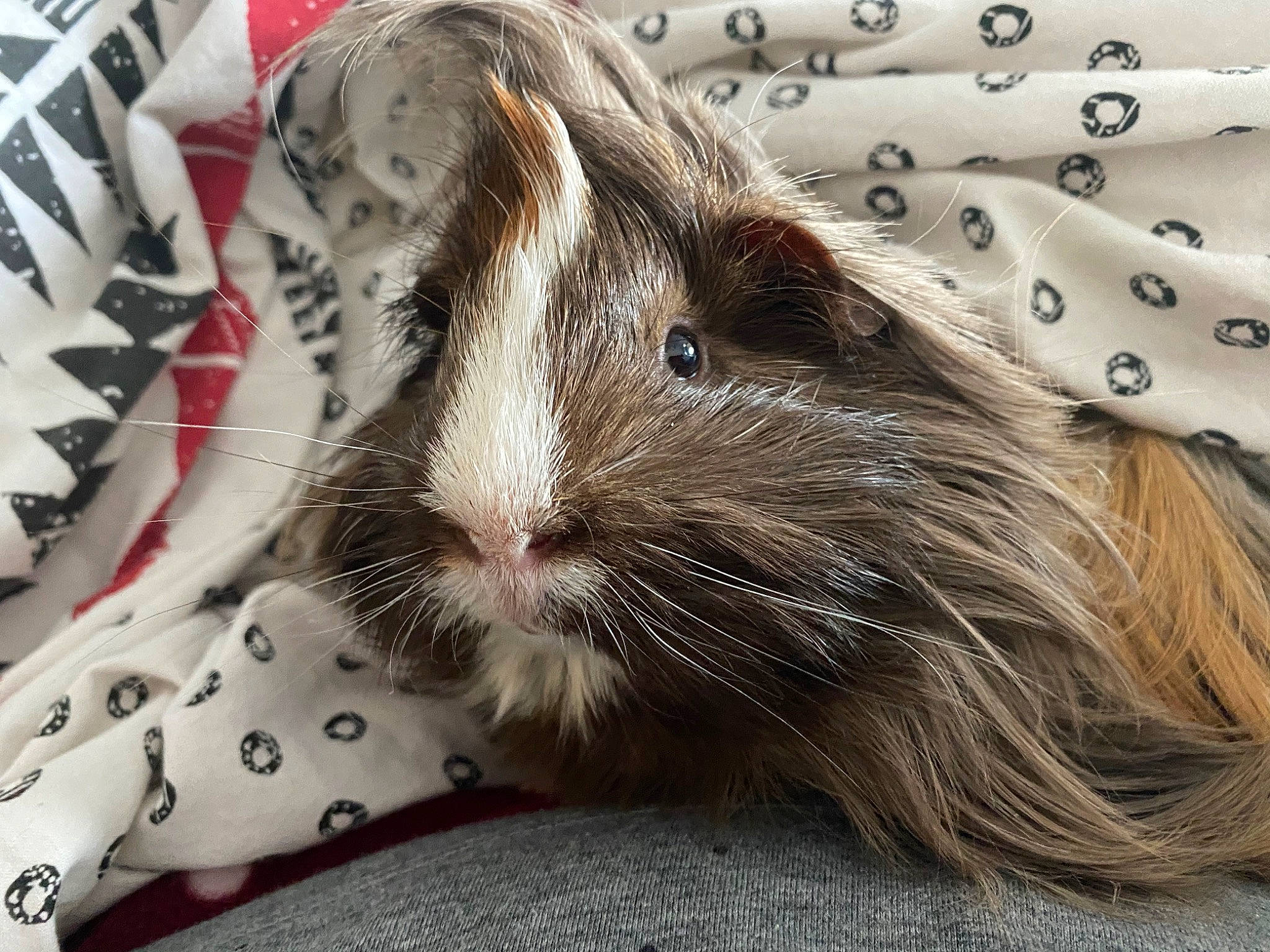 Poggy a rejoint le concours — aidez-le/la à gagner de superbes lots ! domestic_rabbit, fawn, fur, gerbil, guinea_pig, mouse, rabbit, rabbits_and_hares, rodent, whiskers