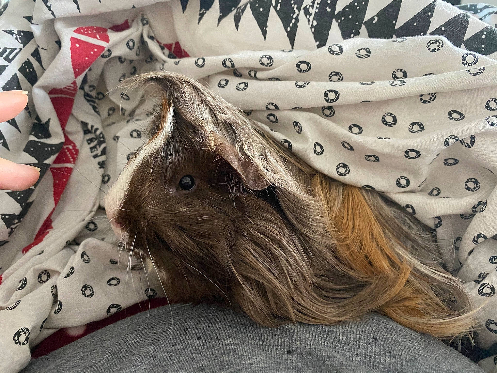 Poggy a rejoint le concours — aidez-le/la à gagner de superbes lots ! fur, rat, rodent