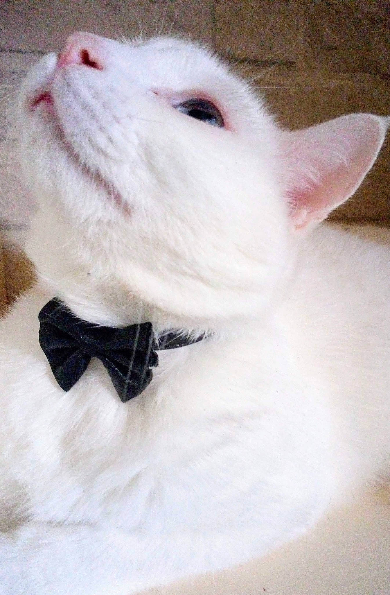 Alaska a rejoint le concours — aidez-le/la à gagner de superbes lots ! american_eskimo_dog, bow_tie, canidae, carnivore, collar, companion_dog, dog, dog_breed, dog_collar, fang, felidae, fur, non_sporting_group, paw, samoyed, small_to_medium_sized_cats, snout, volpino_italiano, whiskers, working_animal