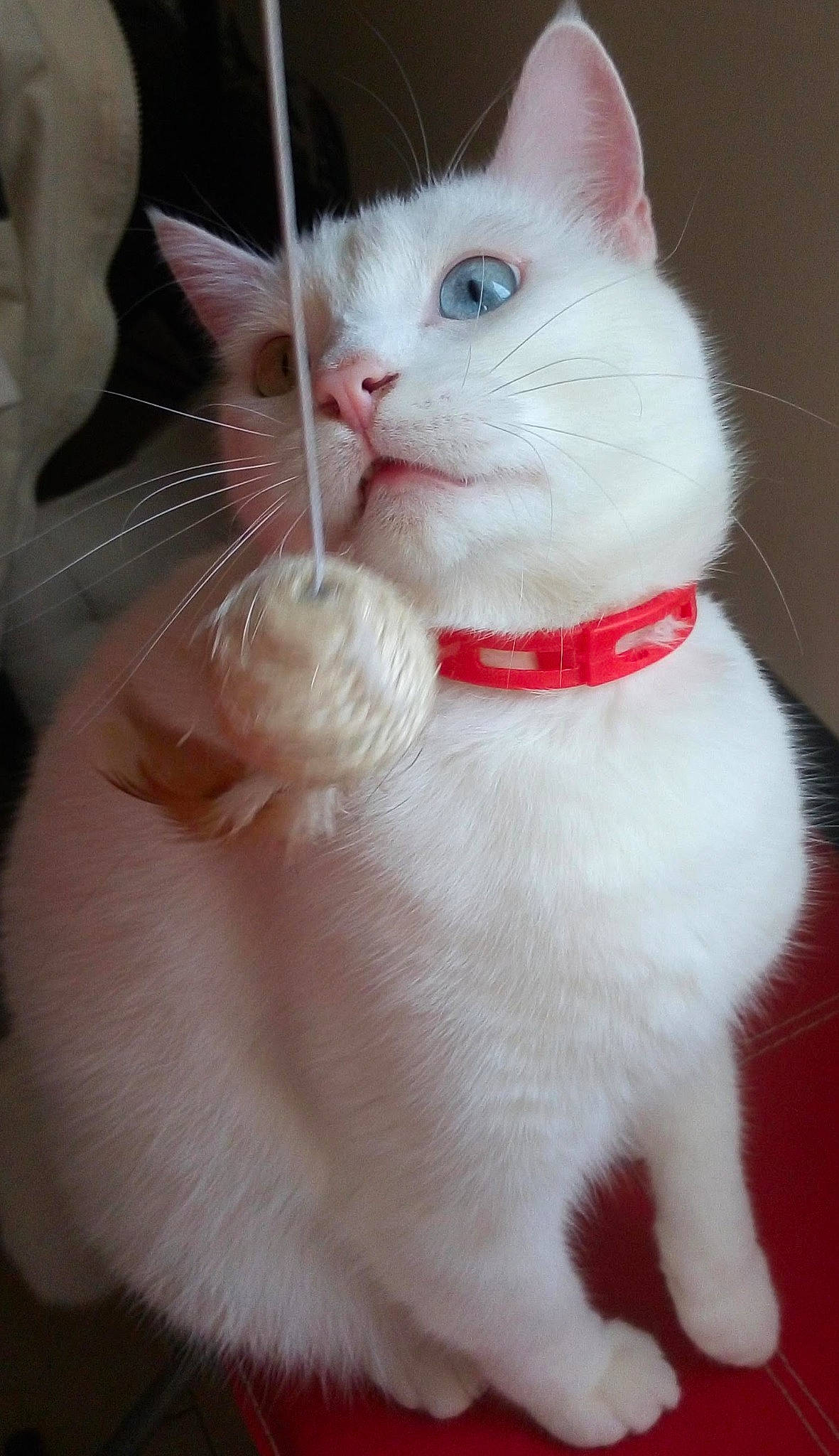 Alaska a rejoint le concours — aidez-le/la à gagner de superbes lots ! carnivore, cat, claw, collar, domestic_short_haired_cat, fawn, felidae, foot, fur, paw, small_to_medium_sized_cats, snout, tail, whiskers