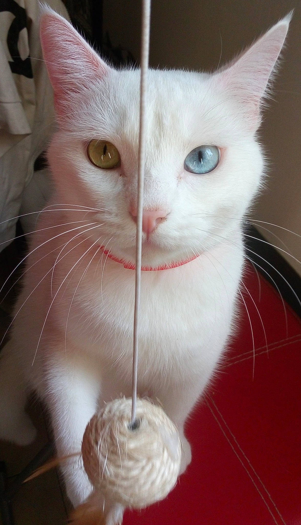 Alaska participe au concours pour gagner de l'argent avec cette photo : carnivore, cat, cat_supply, claw, domestic_short_haired_cat, eyelash, fashion_accessory, fawn, felidae, fur, iris, jewellery, paw, pet_supply, photo_caption, small_to_medium_sized_cats, snout, tail, thread, whiskers