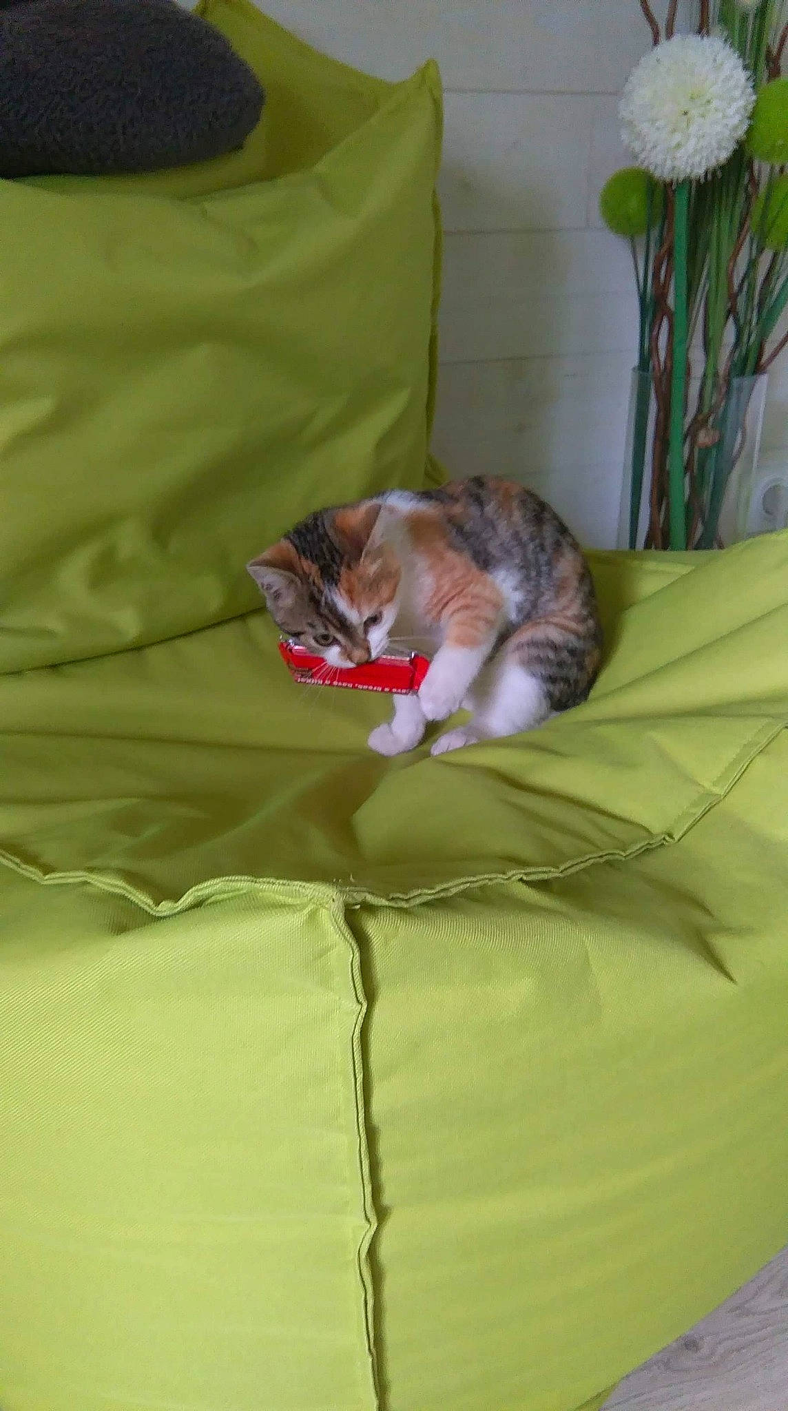 Biscotte participe au concours pour gagner de l'argent avec cette photo : bed, bed_sheet, carnivore, cat, fawn, felidae, furniture, kitten, nap, norwegian_forest_cat, sleep, small_to_medium_sized_cats, whiskers