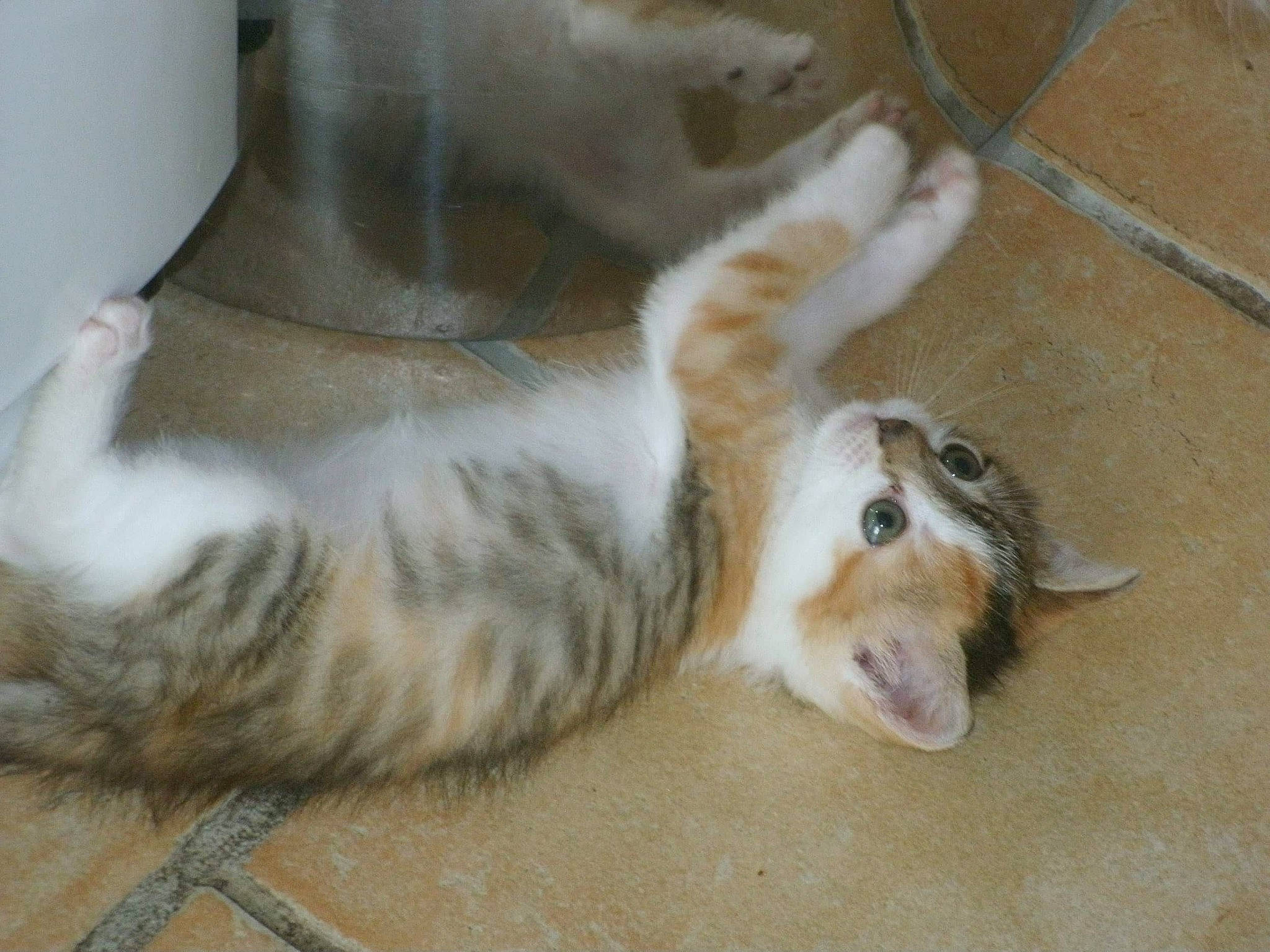 Biscotte participe au concours pour gagner de l'argent avec cette photo : aegean_cat, carnivore, cat, claw, european_shorthair, fawn, felidae, fur, kitten, mammal, norwegian_forest_cat, paw, polydactyl_cat, small_to_medium_sized_cats, tail, whiskers