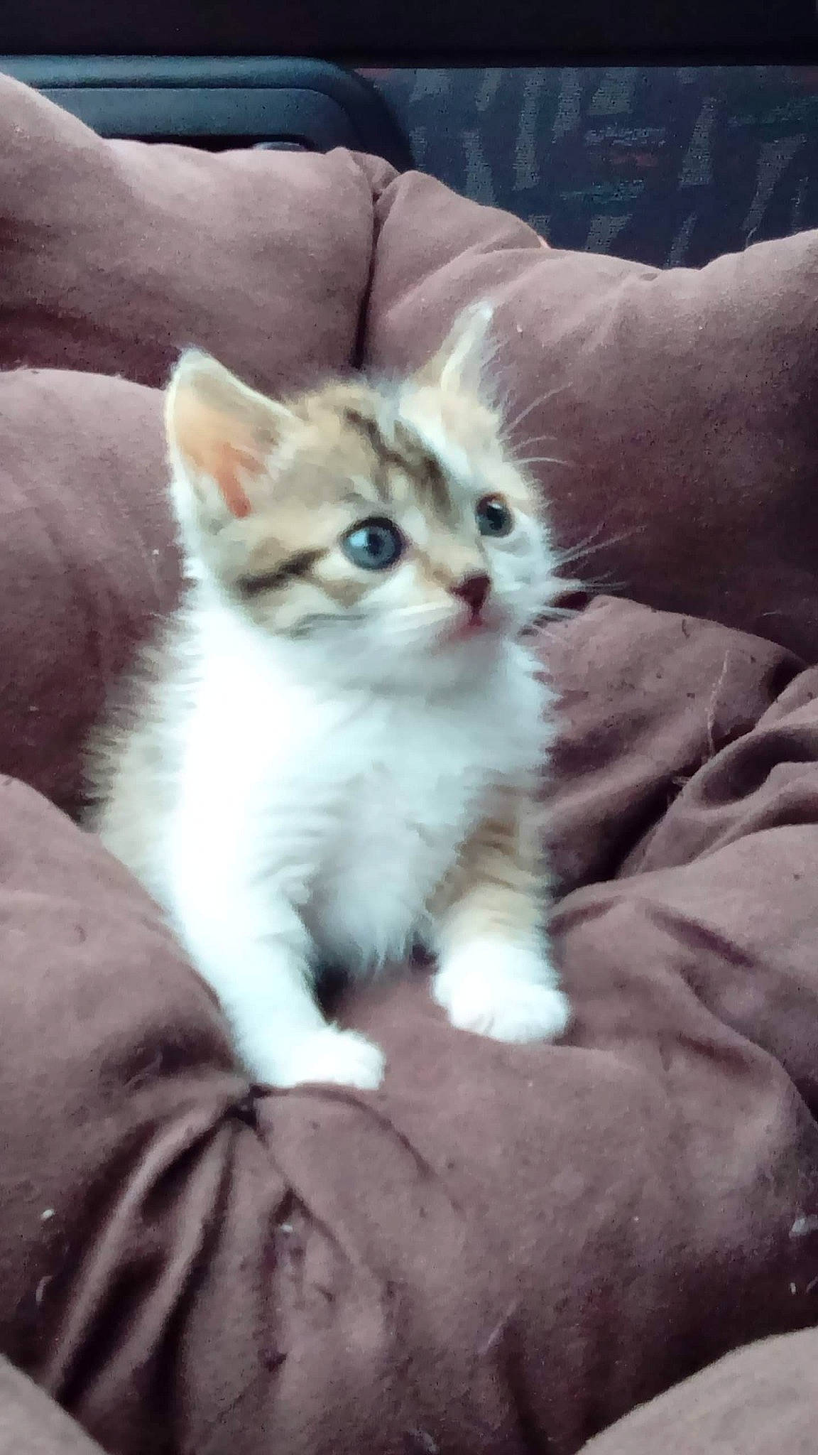 Biscotte participe au concours pour gagner de l'argent avec cette photo : aegean_cat, american_wirehair, asian, asian_semi_longhair, british_semi_longhair, burmilla, carnivore, cat, domestic_short_haired_cat, eye, felidae, kitten, mammal, munchkin, ragdoll, siberian, singapura, small_to_medium_sized_cats, vertebrate, whiskers