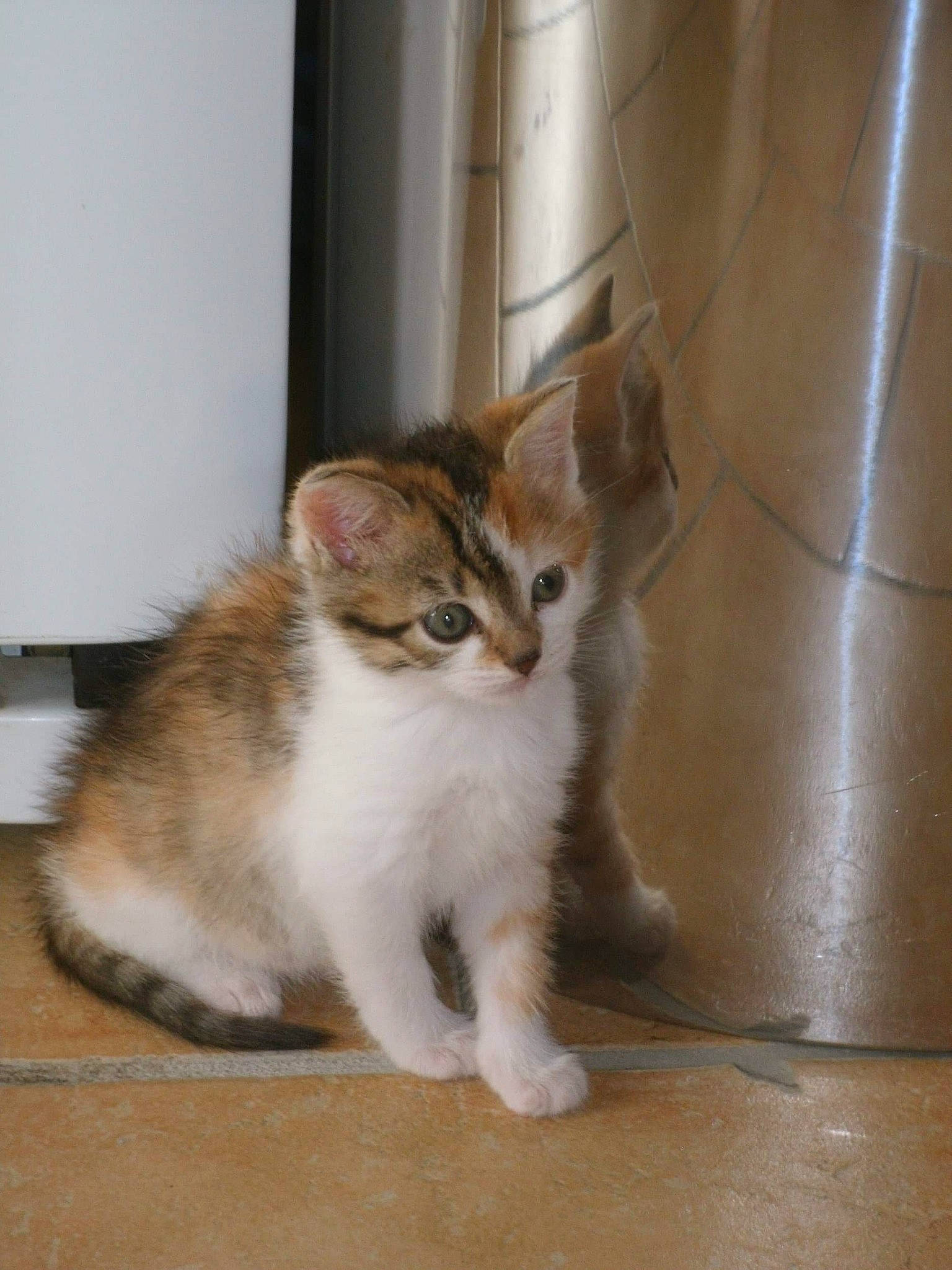 Biscotte participe au concours pour gagner de l'argent avec cette photo : aegean_cat, american_curl, american_wirehair, arabian_mau, asian, carnivore, cat, domestic_short_haired_cat, european_shorthair, fawn, felidae, kitten, kurilian_bobtail, mammal, polydactyl_cat, small_to_medium_sized_cats, tail, vertebrate, whiskers