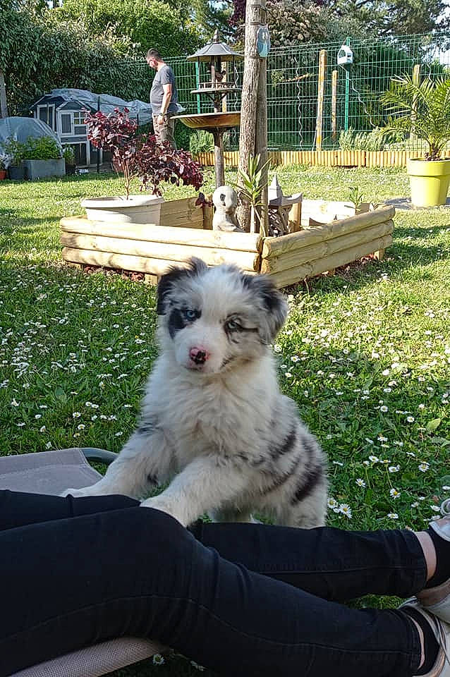 Skippy participe au concours pour gagner de l'argent avec cette photo : canidae, carnivore, cat, companion_dog, dog_breed, fawn, felidae, fur, garden, grass, groundcover, landscaping, lawn, plant, small_to_medium_sized_cats, snout, sporting_group, tail, tree, whiskers