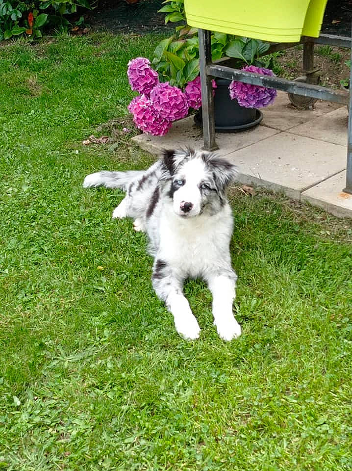 Skippy a rejoint le concours — aidez-le/la à gagner de superbes lots ! canidae, carnivore, chair, companion_dog, dog, dog_breed, flower, flowerpot, garden, grass, groundcover, herding_dog, lawn, outdoor_furniture, outdoor_table, plant, sporting_group, tail, working_dog, yard