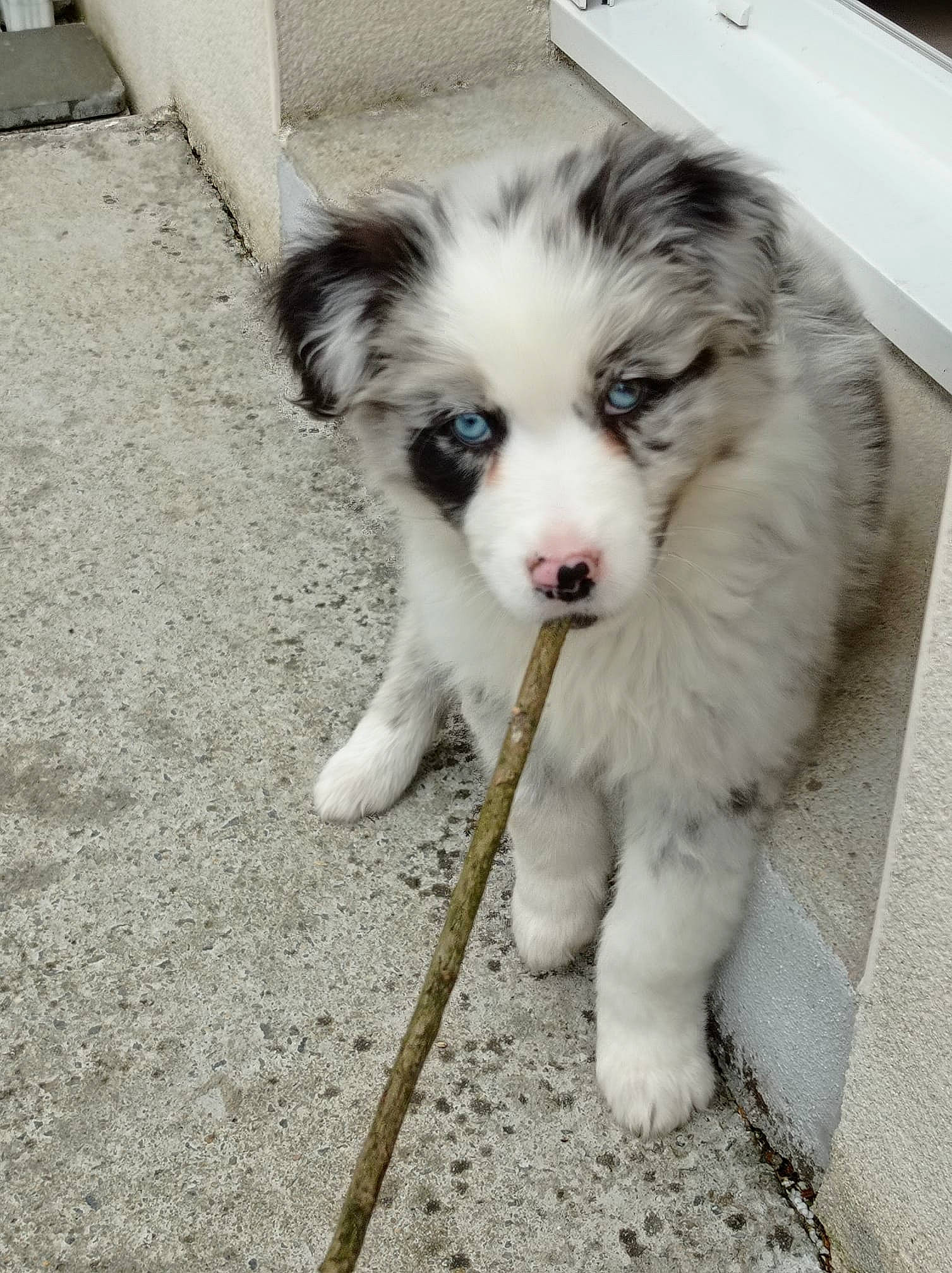 Skippy participe au concours pour gagner de l'argent avec cette photo : ancient_dog_breeds, australian_collie, australian_shepherd, border_collie, canidae, carnivore, companion_dog, dog, dog_breed, fur, herding_dog, paw, puppy, snout, sporting_group, street_dog, tail, terrestrial_animal, working_animal, working_dog