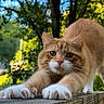 cat, orange_cat, white_paws, feline, animal, pet, stretching, outdoor, garden, wooden_deck, sunlight, bokeh, greenery, trees, backyard, portrait, closeup, whiskers, ears, looking_at_camera