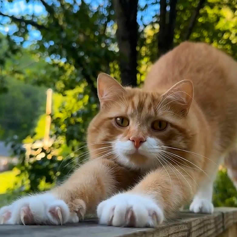 Billy Bob is registered to the contest to win money with this photo: cat, orange_cat, white_paws, feline, animal, pet, stretching, outdoor, garden, wooden_deck, sunlight, bokeh, greenery, trees, backyard, portrait, closeup, whiskers, ears, looking_at_camera